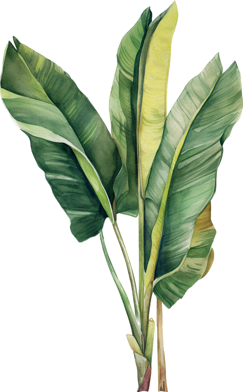 Banana Leaves botanical watercolor isolated transparent background